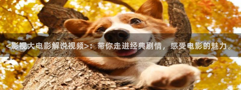 窝窝网电视剧电影星空网：<影视大电影解说视频>：带你走进经典剧情，感受电影的魅力。